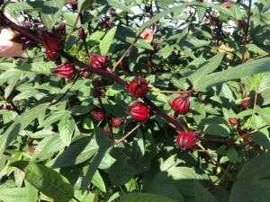 Roselle or Tea Hibiscus