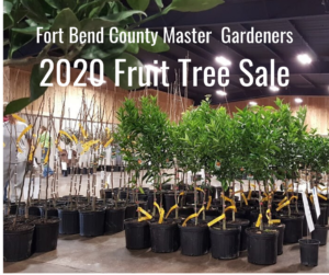 Brazoria county master gardener fruit tree sale 2020