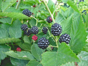 Natchez Blackberry bush