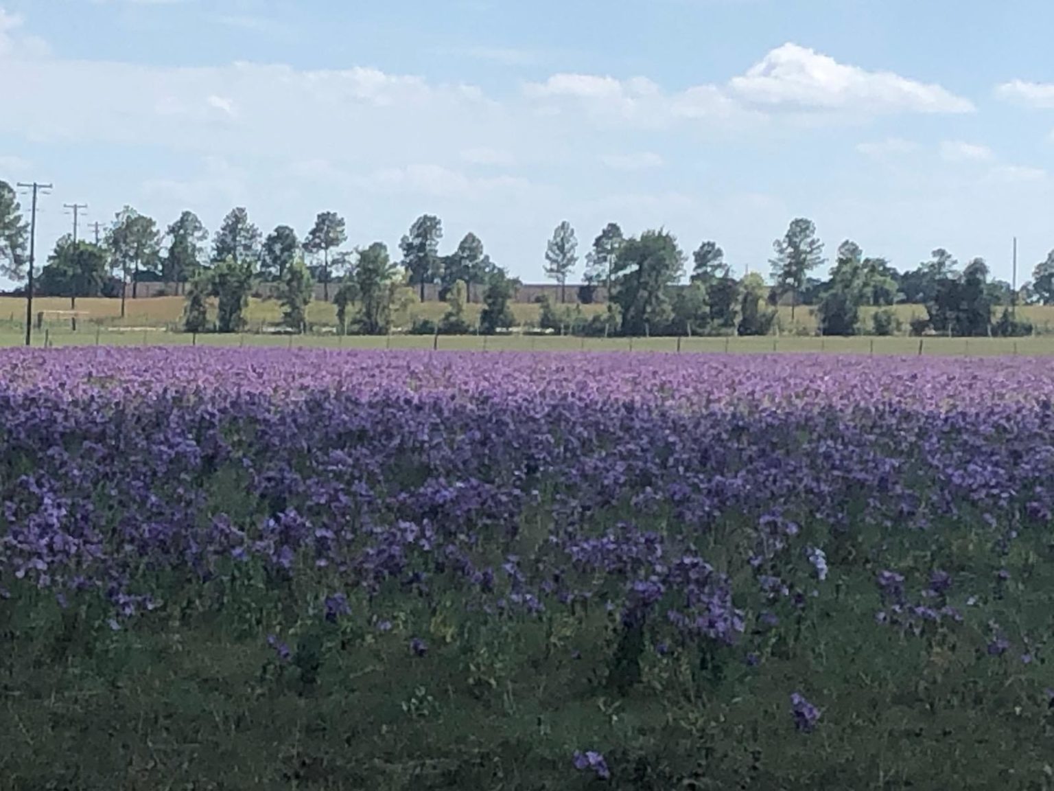 Texas Blue Bells Fort Bend County Master Gardeners