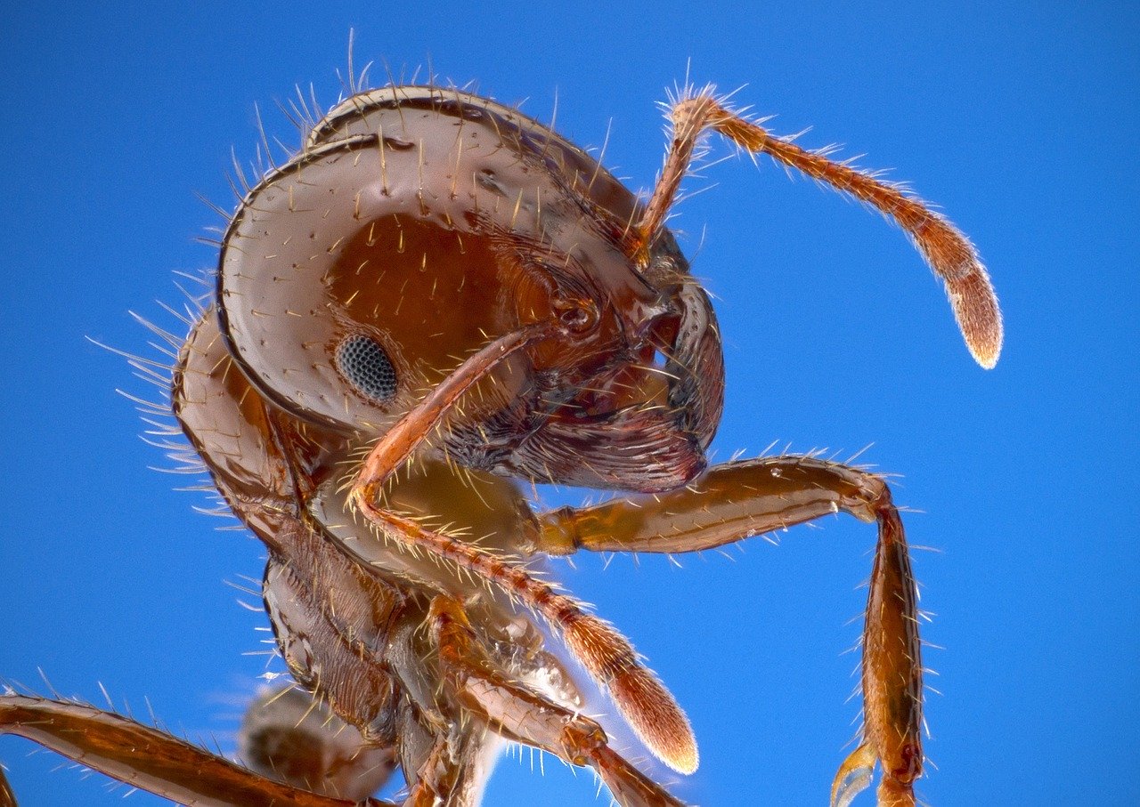 Fire Ants Hitchhiking, Venomous Aggressors Invade Fort Bend County